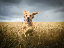 Golden Cocker Spaniel Dog Running Through A Field Of Wheat.