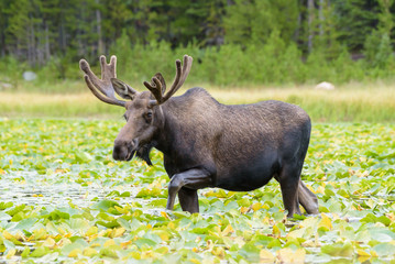 Shiras Moose of The Colorado Rocky Mountains