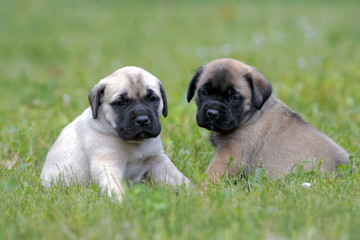 Two cute English Mastiff puppies, few week, together in grass,. watching