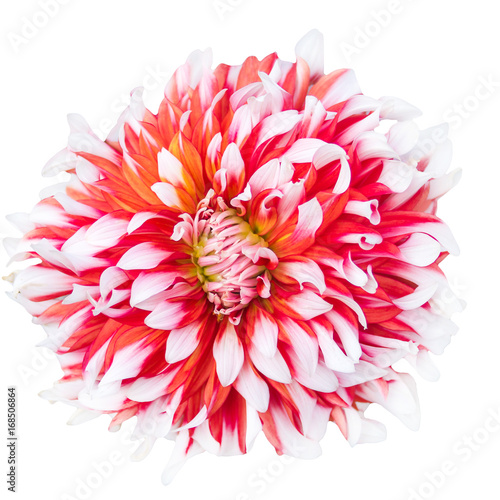 striped white red dahlia