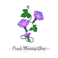 Colorful Watercolor Texture Vector Botanic Garden Flower Purple Morning Glory Flower