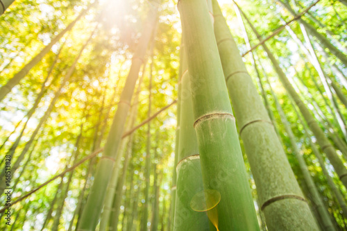 bamboo forest Fototapet