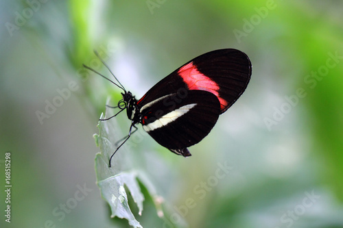 Exotischer Schmetterling Mit Weiss Rot Und Schwarzem Flugel Buy This Stock Photo And Explore Similar Images At Adobe Stock Adobe Stock