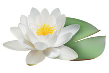 Realistic Water Lily