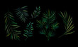 Set, a branch of a tropical palm tree. Traditional folk stylish stylish floral embroidery on the black background. Sketch for printing on fabric, clothing, bag, accessories and design. vector. Trend