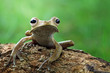 Tree frog, eared frog