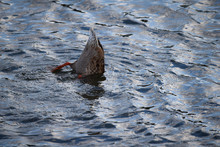 Mallard Duck Feeding Under Water With Bottom In The Air