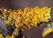 Lichen Xanthoria candelaria on branch of asp