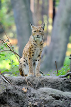 Eurasian Lynx In The Forest