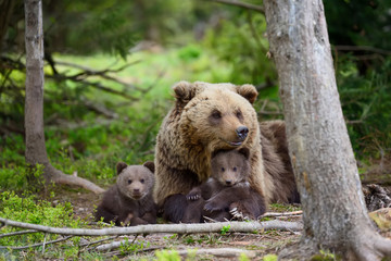 Wall Mural - brown bear and cub