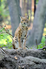 Poster - Eurasian Lynx in the forest