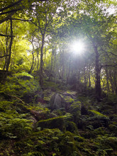 Woodland In A Valley With Sunlight Shining Though The Trees With Rocks And Boulders Covered In Ferns And Moss Taken In Otley Chevin In West Yorkshire