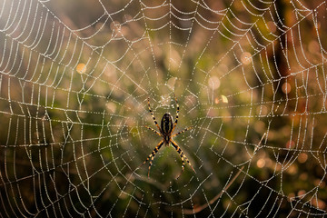 spider in the middle of the spider web
