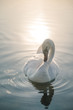 White swan bird on the lake at sunset