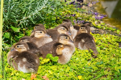Fotografia Küken der Mandarinente (Aix galericulata) ruhen am Ufer eines Teichs im Grün, Os