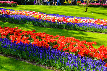 Wall Mural - Blooming flowers in Keukenhof park in Netherlands, Europe.