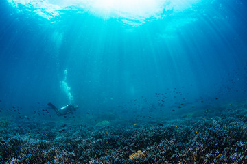 Sunbeams off to reef and scuba diver