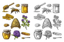 Honey Set. Jars Of Honey, Bee, Hive, Clover, Honeycomb. Vector Vintage Engraved Illustration