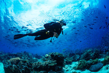 Scuba Diver On Coral Reef