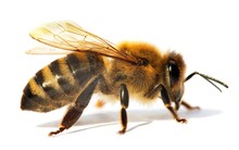 Detail Of Bee Or Honeybee In Latin Apis Mellifera