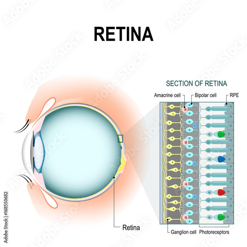 Fotomural retinal cells: rod and cone cells
