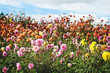 Field of dahlia flowers in full bloom displaying a rainbow of color