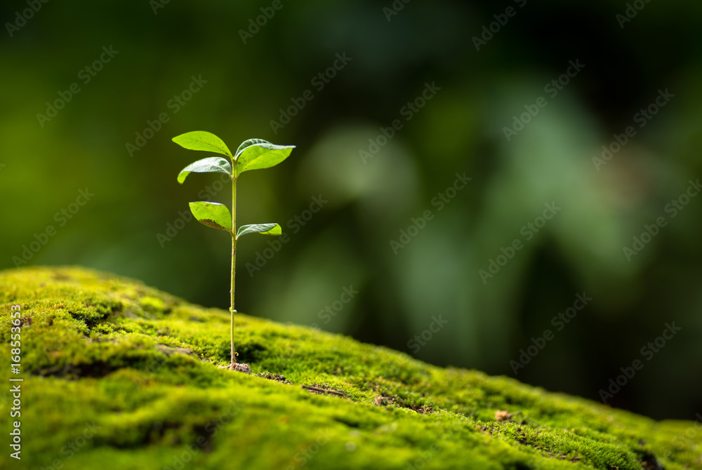 Close up Young plant growing over green background - obrazy, fototapety, plakaty 