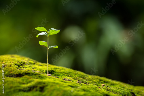 Fotografía Close up Young plant growing over green background