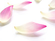 pink lotus petals flower on white background