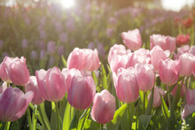 Pink White Tulips Field  With Sun Light And Lens Flare With Purple And Red Tulips Background