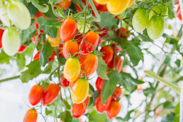  Ripe natural red tomatoes growing on a branch in a Organic farm.