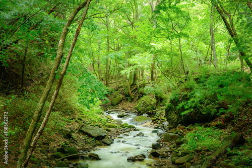 森の渓流 長野県 上田市 角間渓谷 Stock Photo Adobe Stock 森の渓流 長野県 上田市 角間渓谷 Stock Photo Adobe Stock