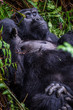 © vaclav - Portrait of a mountain gorilla with cub at a short distance. gorilla close up portrait.The mountain gorilla (Gorilla beringei beringei)