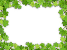 Frame From The Green Maple Leaves On White Background. Vector Realistic Illustration. Element For Design Greeting Nature Cards.