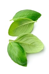 Wall Mural - Fresh basil leaves.