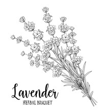Bouquet Of Lavender On A White Background. Black And White Line Design. Vector Illustration Bundle.
