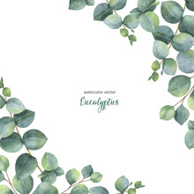 Watercolor Vector Green Floral Card With Silver Dollar Eucalyptus Leaves And Branches Isolated On White Background.