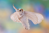 Fototapeta Na sufit - Macro closeup view of a silk moth.