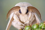 Fototapeta Na sufit - Silk moth portrait. White fur and large antennas.