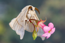 Macro Closeup View Of A Silk Moth Holding A Bride Flower.