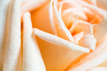 Orange Rose Closeup