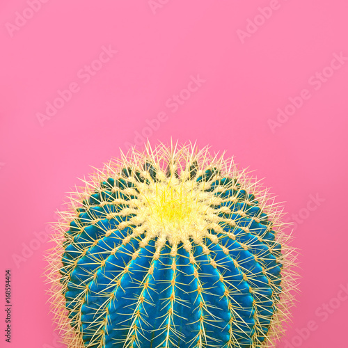 Fototapeta Cactus Art Gallery Fashion Design Minimal Stillife Blue cactus Mood Trendy Bright Summer Colors Creative Unusual Style Fashion Concept, pink background Detail