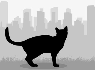 Wall Mural - Vector, isolated silhouette cat