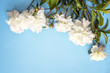 Blue background with border of white peonies. Copy space. Top view.
