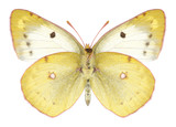 Fototapeta Motyle - Butterfly Colias hyale (female) (underside) on a white background