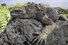 Marine Iguana Lying On Rock, Galapagos