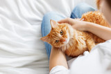 Fototapeta Koty - Cute ginger cat lies on woman's hands. The fluffy pet comfortably settled to sleep or to play. Cute cozy background with place for text. Morning bedtime at home.