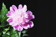 Pink peony with leaves in a black background. Isolated on a dark.