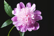 Pink peony in a black background. Free space.