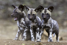 Wild Dog Pups